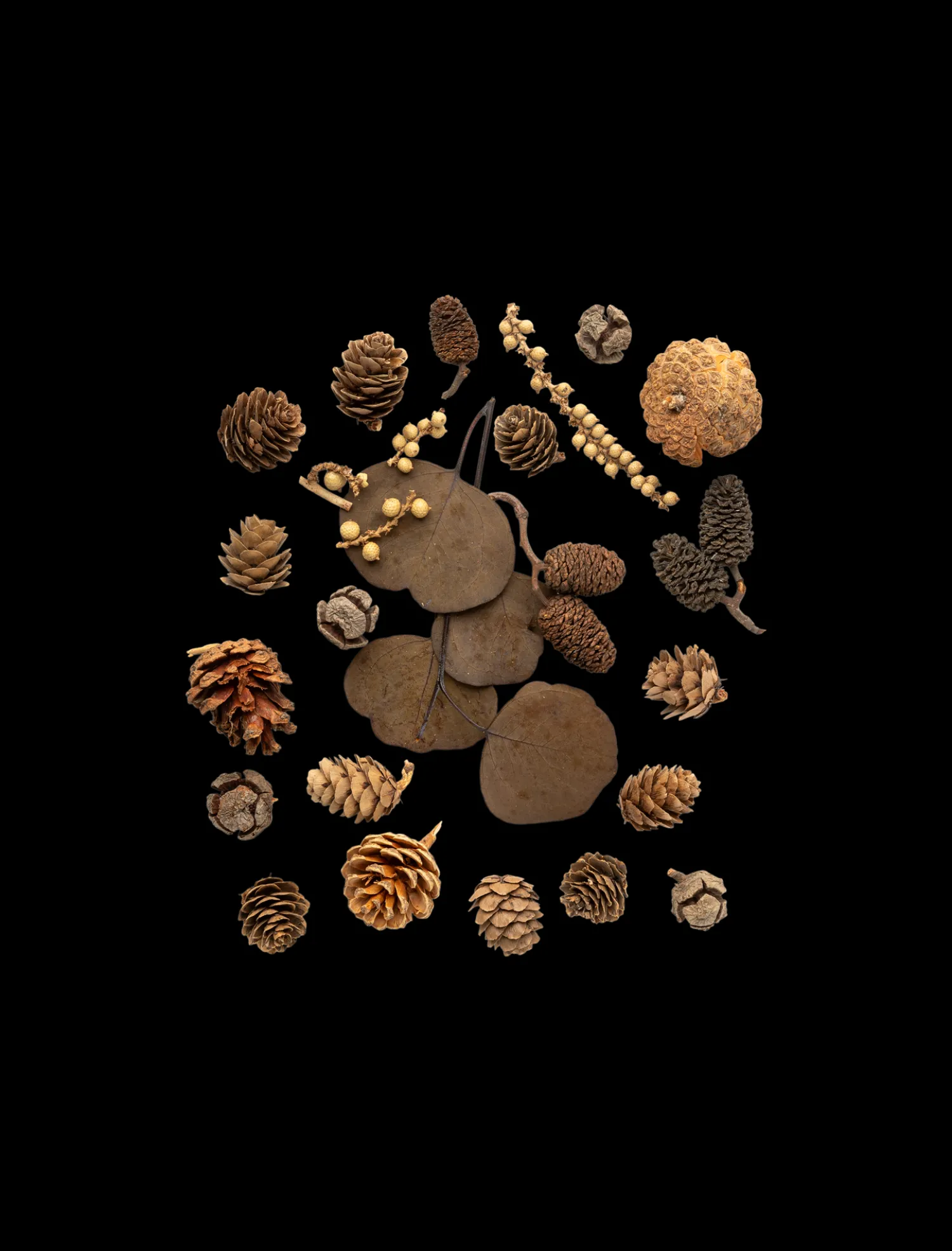 Sale Assorterte Naturlige Dekorasjoner Julepynt|Dekorasjon
